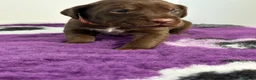 Mixed Breed dogs for sale: READY TO LEAVE! GWP X Labrador puppies - Advert 21