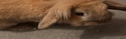 Mini Lion Lop rabbits for sale: Harlequin X mini lion lop - Advert 7