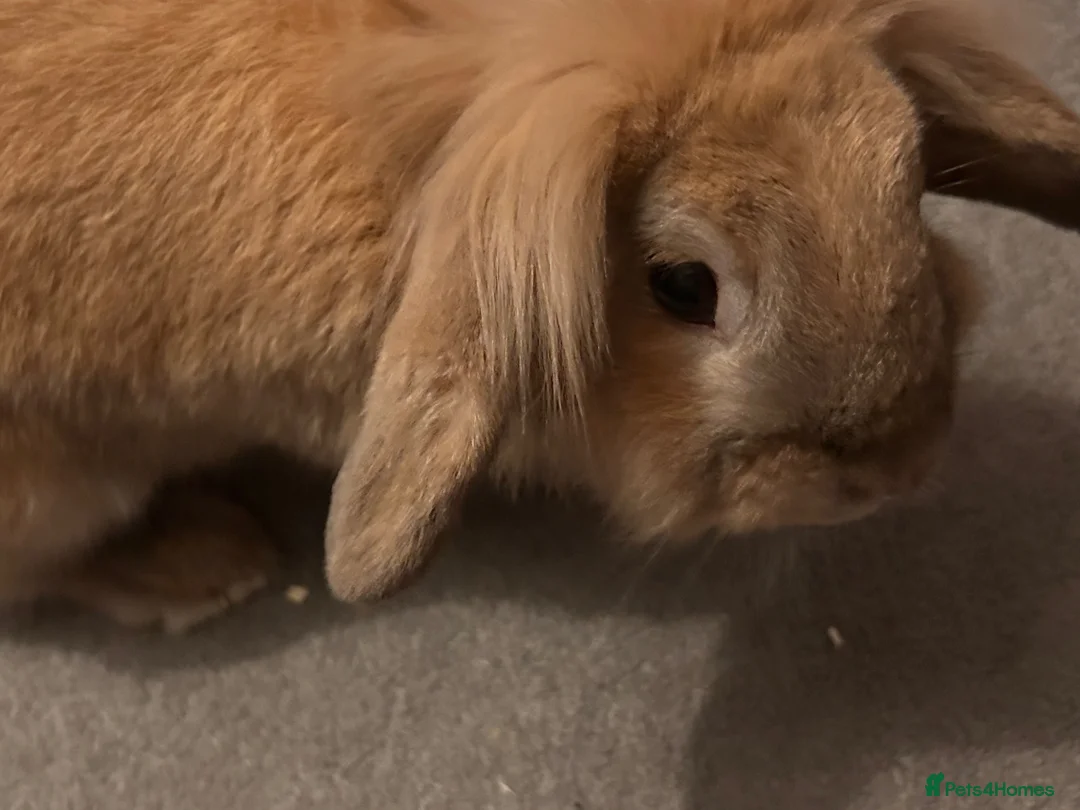 Mini Lion Lop rabbits for sale: Harlequin X mini lion lop - Advert 7