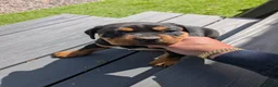 Mixed Breed dogs for sale: Rottweiler cross junkyard dogs - Advert 4
