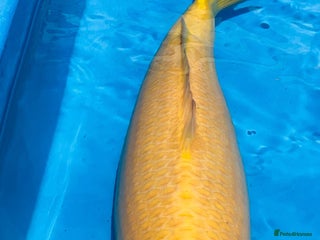 Koi Carp fish - Advert 1