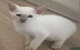 Siamese cats for sale:  Lilac point boy  - Image 12