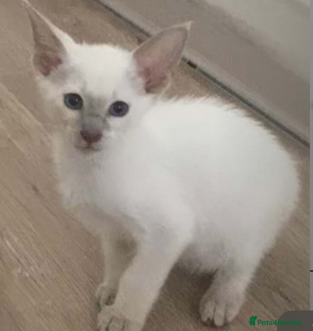 Siamese cats for sale:  Lilac point boy  - Image 12