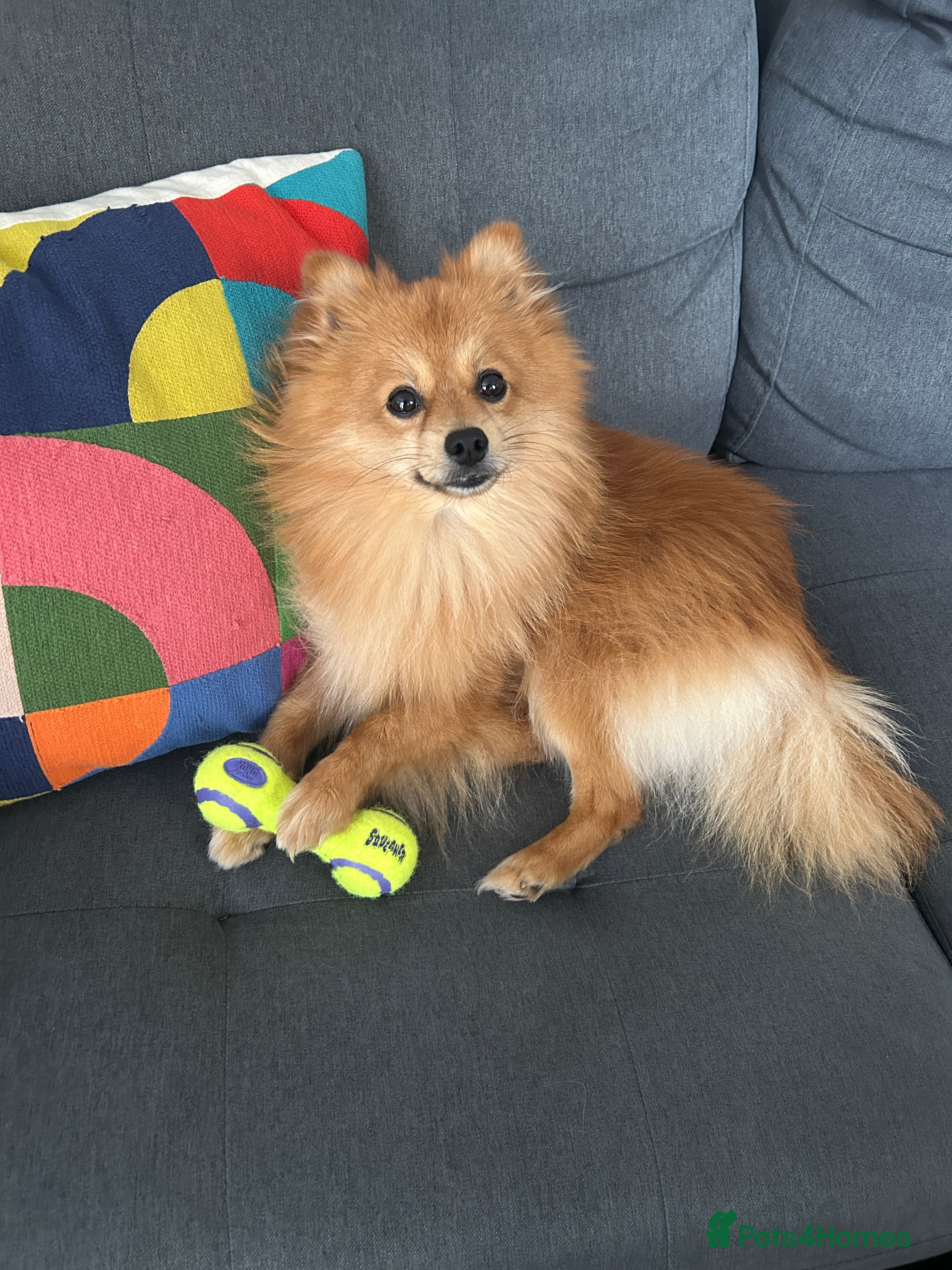 German Spitz dogs German Spitz Klein - Stud - Advert 1