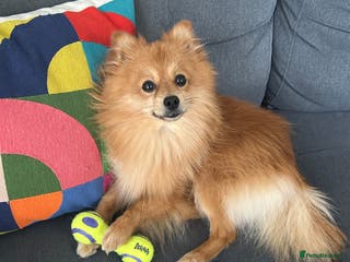 German Spitz dogs German Spitz Klein - Stud - Advert 1