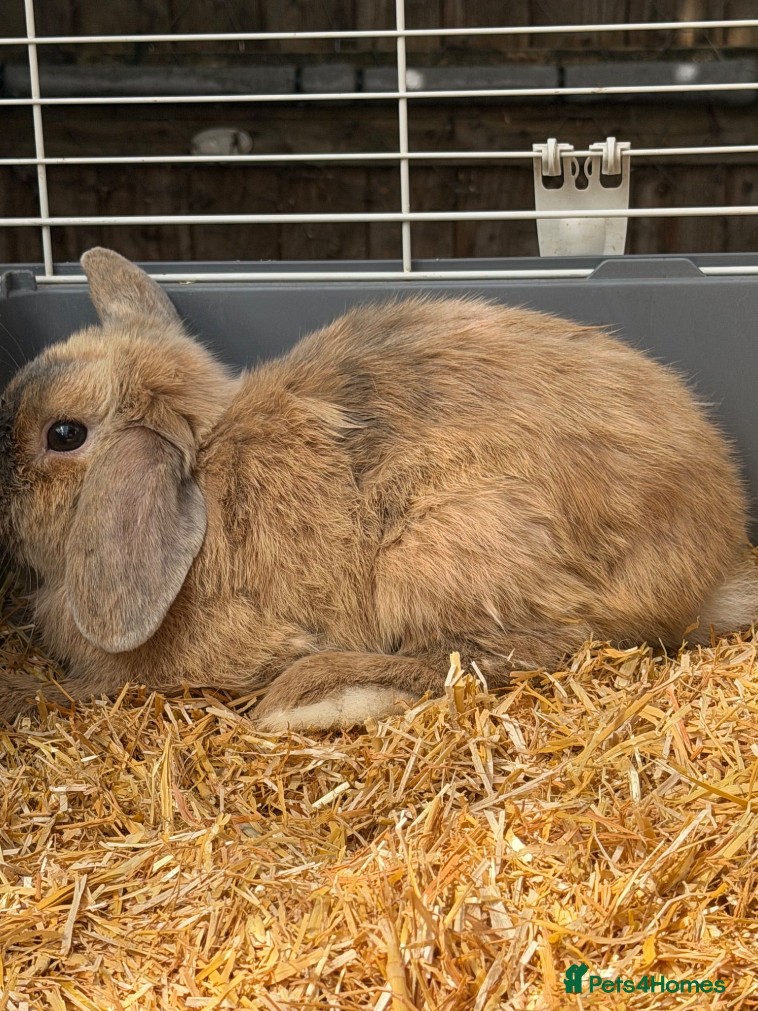 Mini Lop rabbits Fluffy Miniature Lop Buck/boy 8 Months-entire - Advert 1