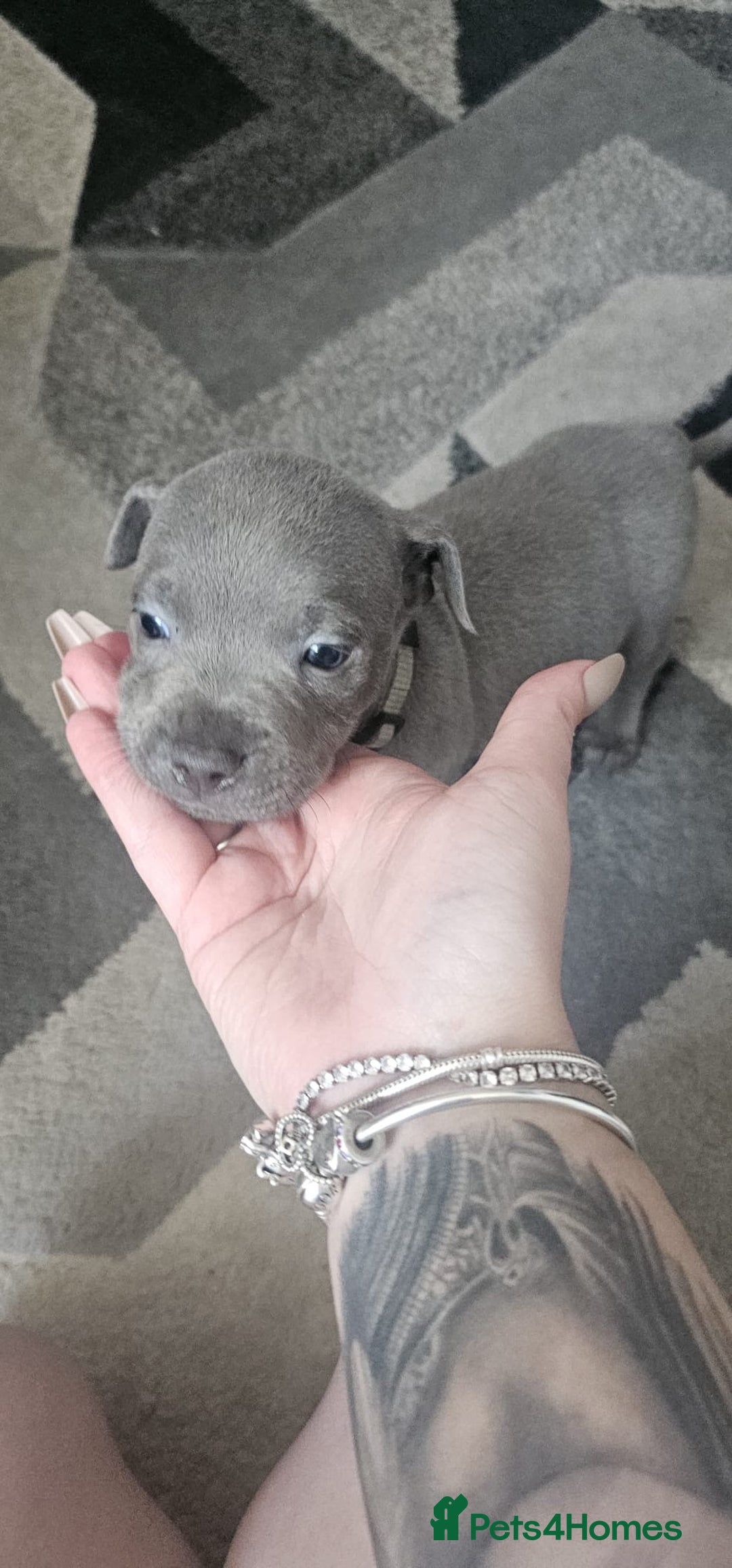Staffordshire Bull Terrier dogs for sale: Staffordshire Bull Terrier Puppies for Sale - Image 16