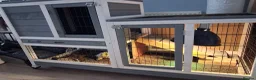 Hermann Tortoise reptiles for sale: Tortoise  in Dunfermline - Advert 3