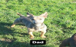 Jack Russell dogs for sale: Rare coloured miniature Jack Russel puppies  - Image 12