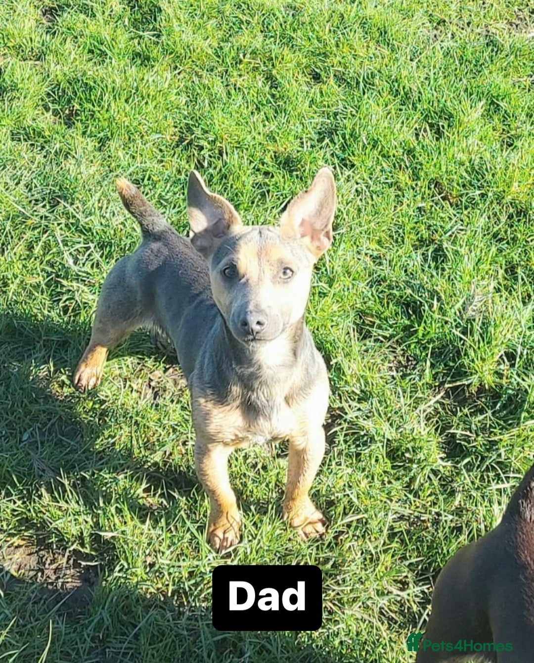 Jack Russell dogs for sale: Rare coloured miniature Jack Russel puppies  - Image 12
