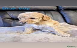 Labradoodle dogs for sale: HEALTH TESTED F1b Miniature labradoodle for SALE - Image 10