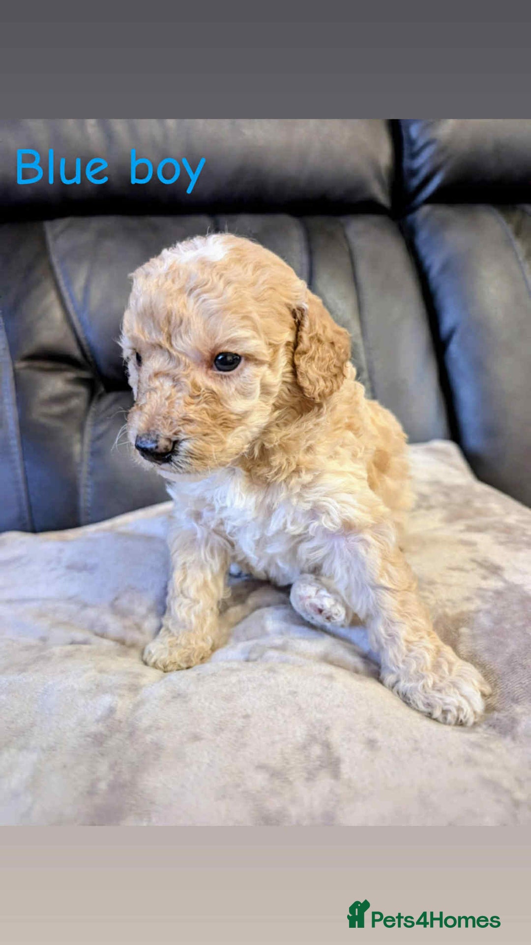 Labradoodle dogs for sale: HEALTH TESTED F1b Miniature labradoodle for SALE - Image 10
