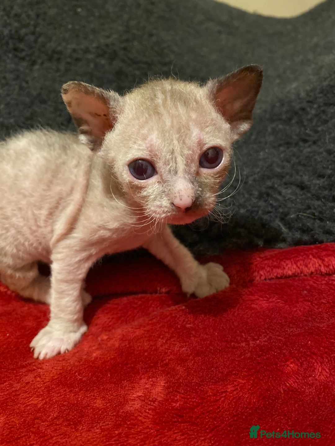 Sphynx cats for sale: Truly unique sphinx kittens 😍🥰🥰 - Advert 9