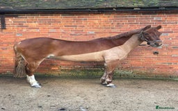 Connemara horses for sale: Looking for a forever home - Image 3