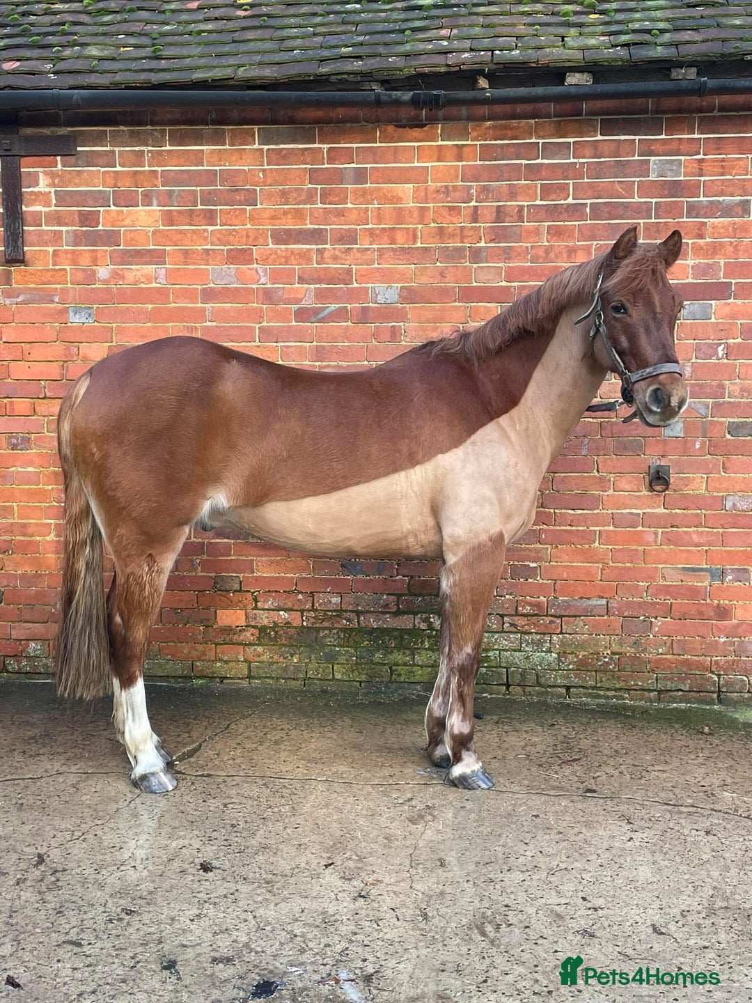 Connemara horses for sale: Looking for a forever home - Image 3
