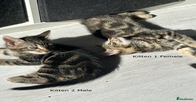 Mixed Breed cats - Advert 1