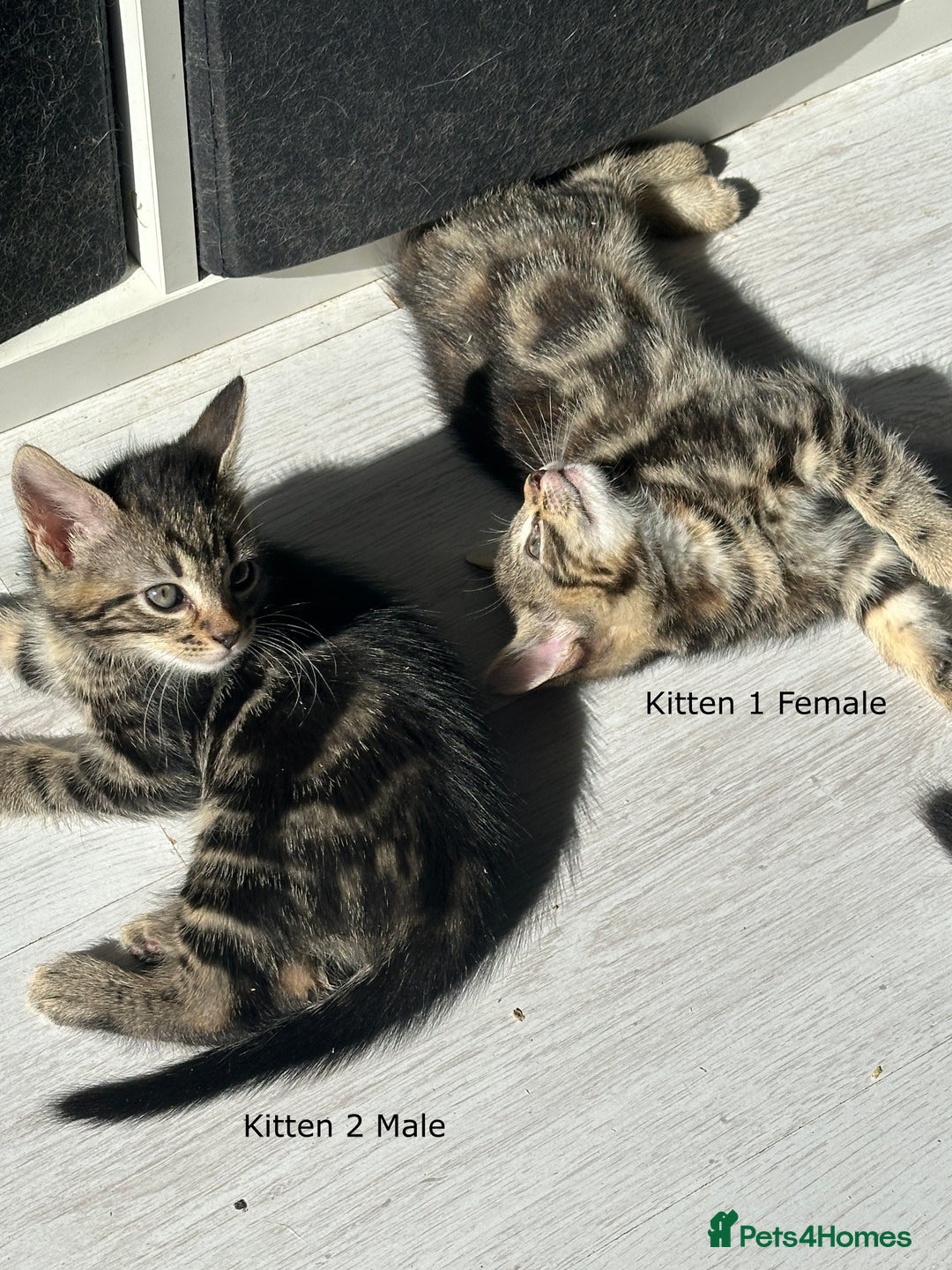 Mixed Breed cats for sale: Beautiful Kittens  - Image 3