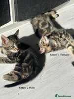 Mixed Breed cats - Advert 5