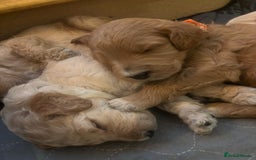 Goldendoodle dogs for sale: Beautiful F1B Goldendoodle Puppies – Ready Soon - Image 6