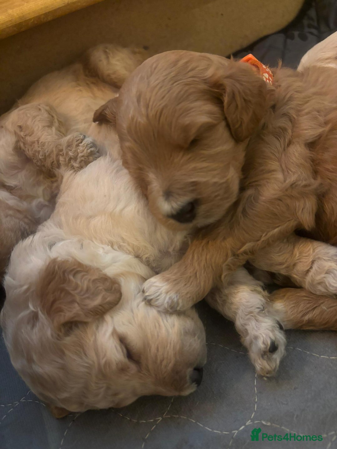 Goldendoodle dogs for sale: Beautiful F1B Goldendoodle Puppies – Ready Soon - Image 6