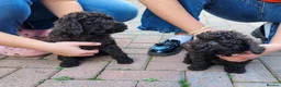 Cockapoo dogs for sale: 2 adorable little girls cockapoo pups  - Advert 8