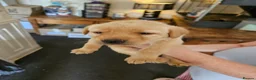 Labrador Retriever dogs for sale: KC Registered Pedigree Labrador Pups  - Advert 7