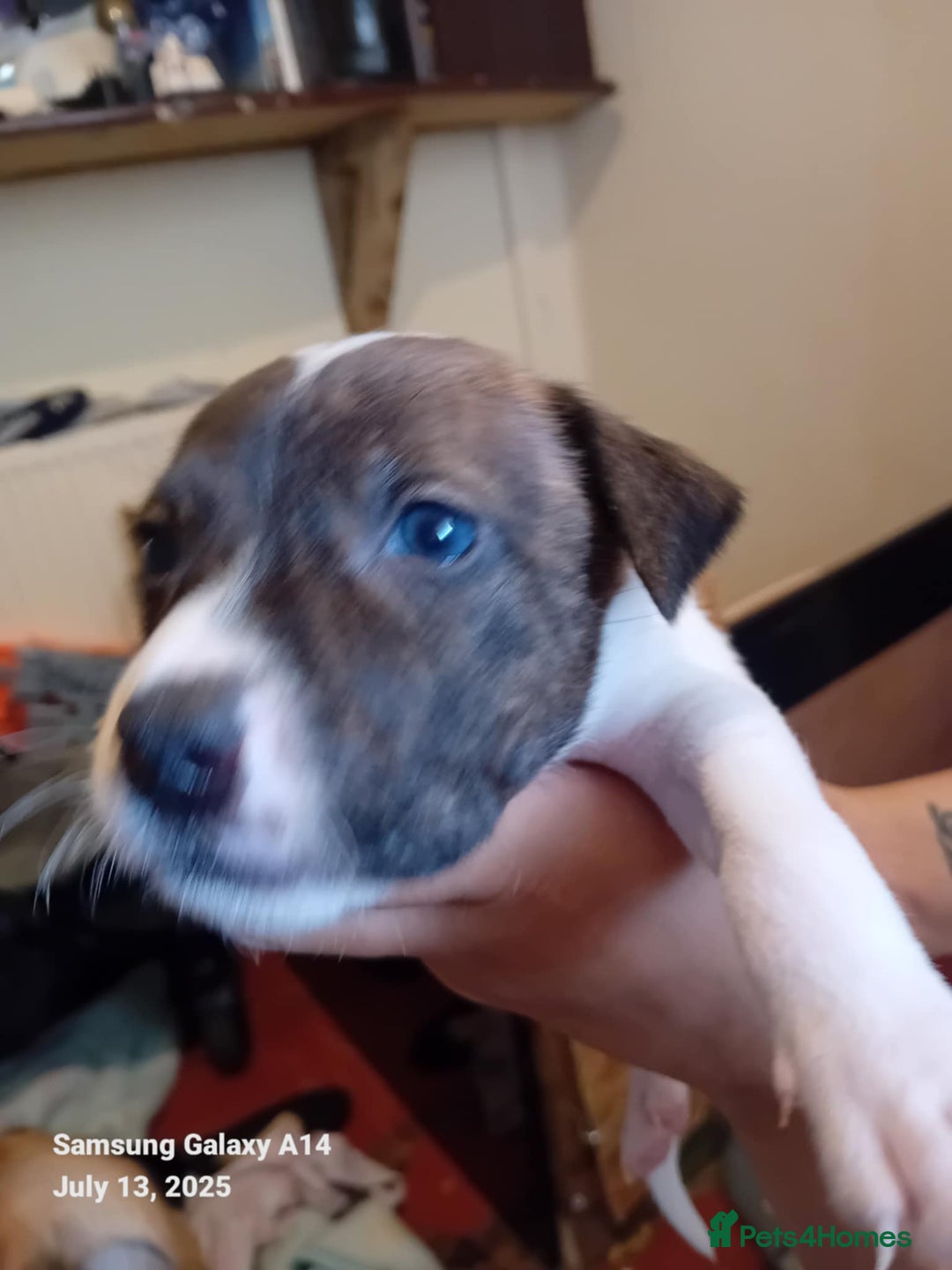 Staffordshire Bull Terrier dogs for sale: Staffie puppies for sale  - Image 6