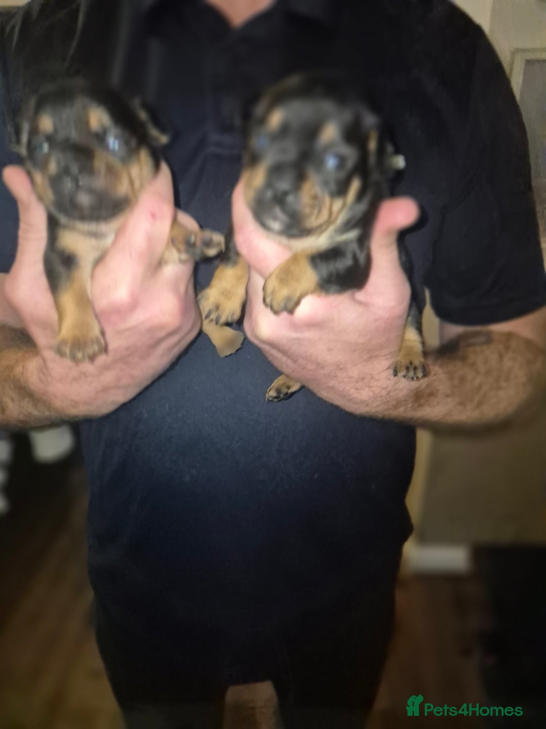 Mixed Breed dogs for sale: French bulldog x jack russell - Advert 9