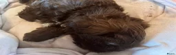 Shih Tzu dogs for sale: Adorable Shih Tzu puppies - Advert 3