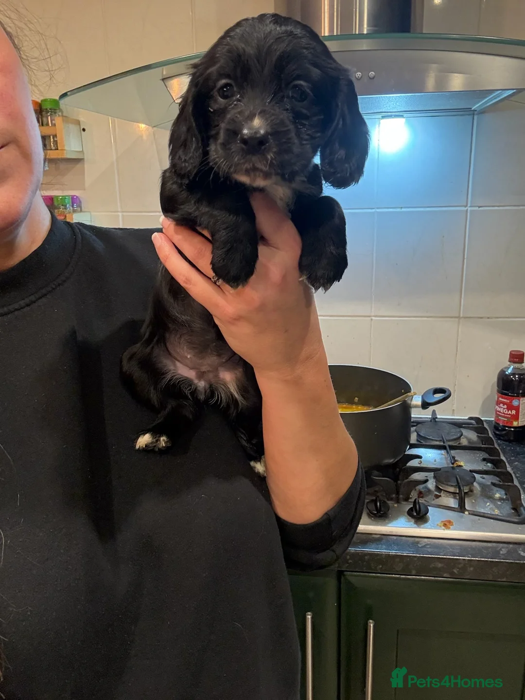 Cocker Spaniel dogs for sale: Working cocker spaniels. Fantastic pedigree  - Advert 3