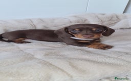 Miniature Dachshund dogs for sale: KC registered miniature dachshunds  - Image 4