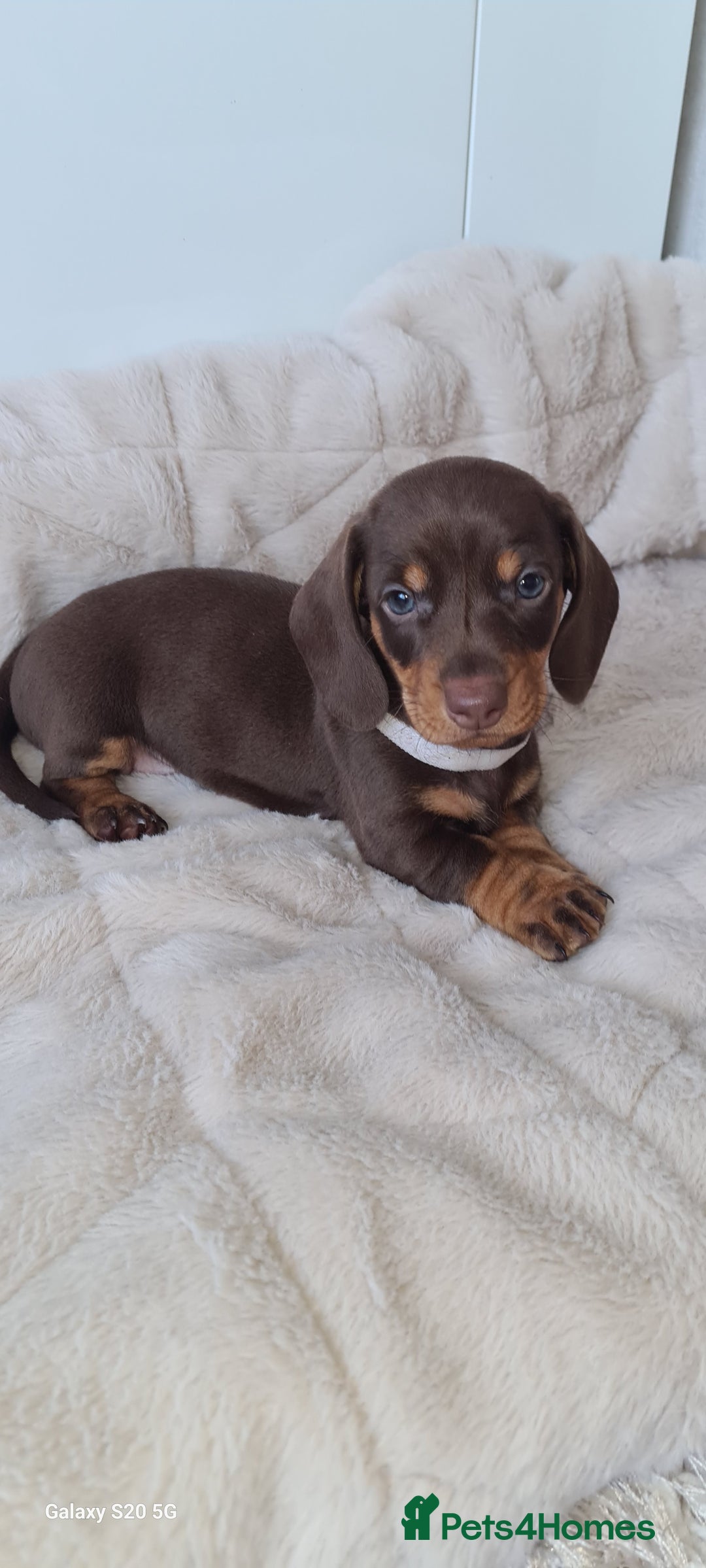 Miniature Dachshund dogs for sale: KC registered miniature dachshunds  - Image 4