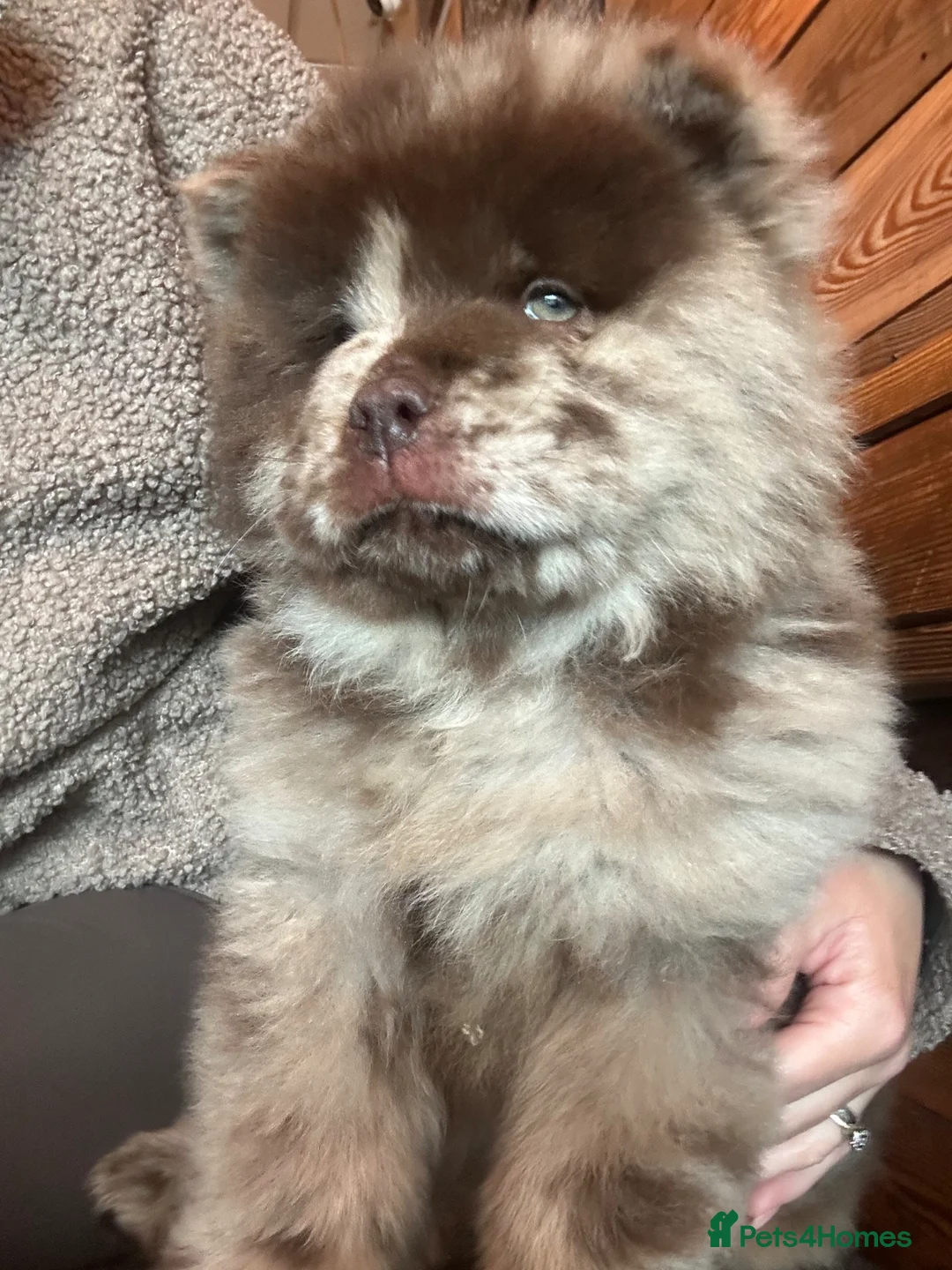Chow Chow dogs for sale: Chow chow puppy’s  - Advert 1