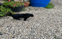 Cockapoo dogs for sale: Cockapoos puppies  - Image 11