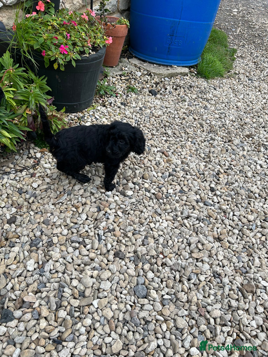 Cockapoo dogs for sale: Cockapoos puppies  - Image 11