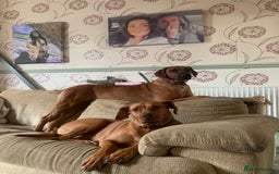 Rhodesian Ridgeback dogs for sale: Temperament Temperament Temperament  - Advert 1