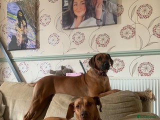 Rhodesian Ridgeback dogs for sale: Temperament Temperament Temperament - Advert 1