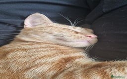 British Shorthair cats for sale: Beans Needs Rehoming  - Image 4