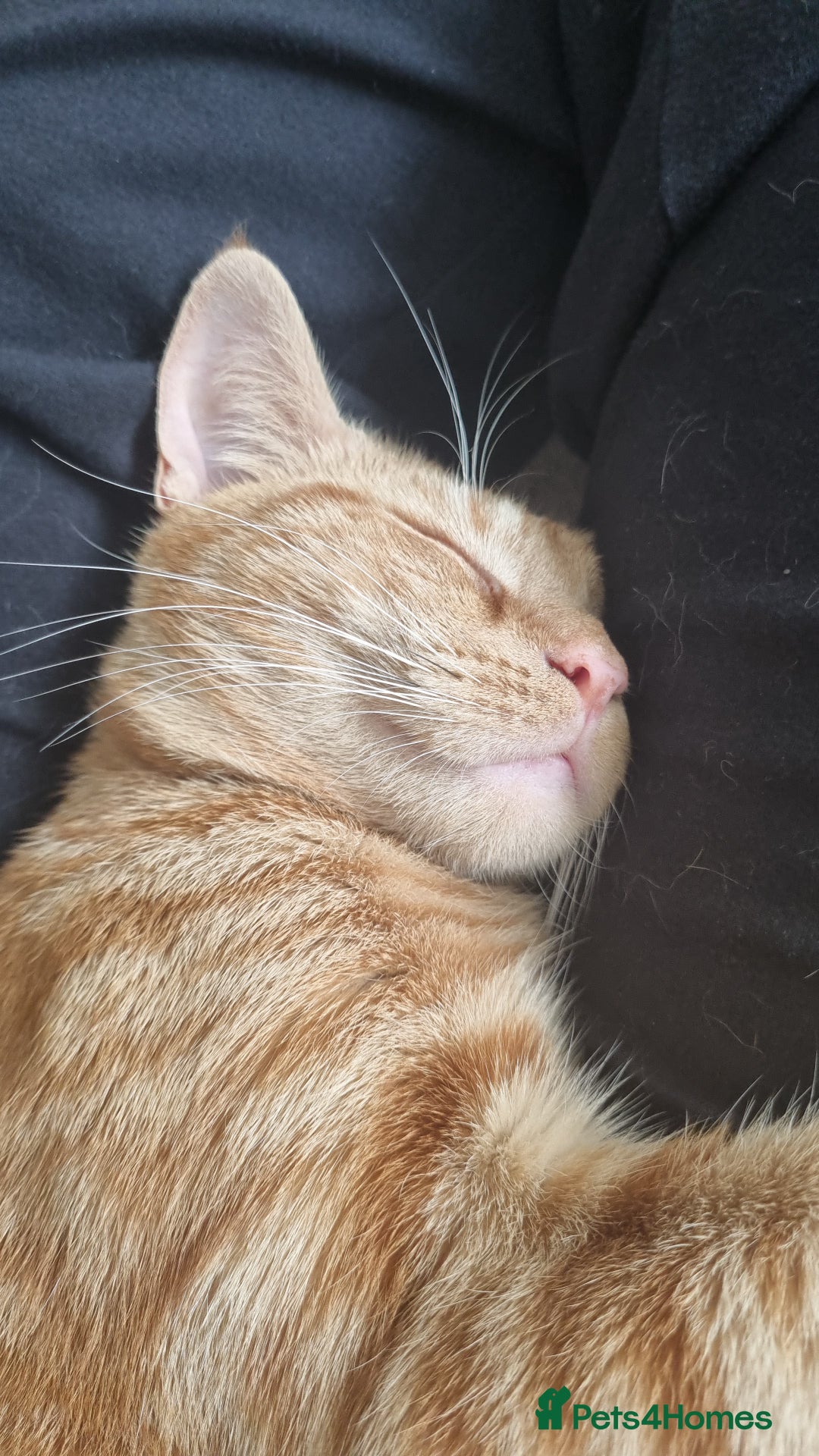 British Shorthair cats for sale: Beans Needs Rehoming  - Image 4