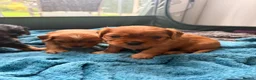 Cavapoochon dogs for sale: Cavalier King Charles Spaniel / Cavapooshon pups - Advert 16