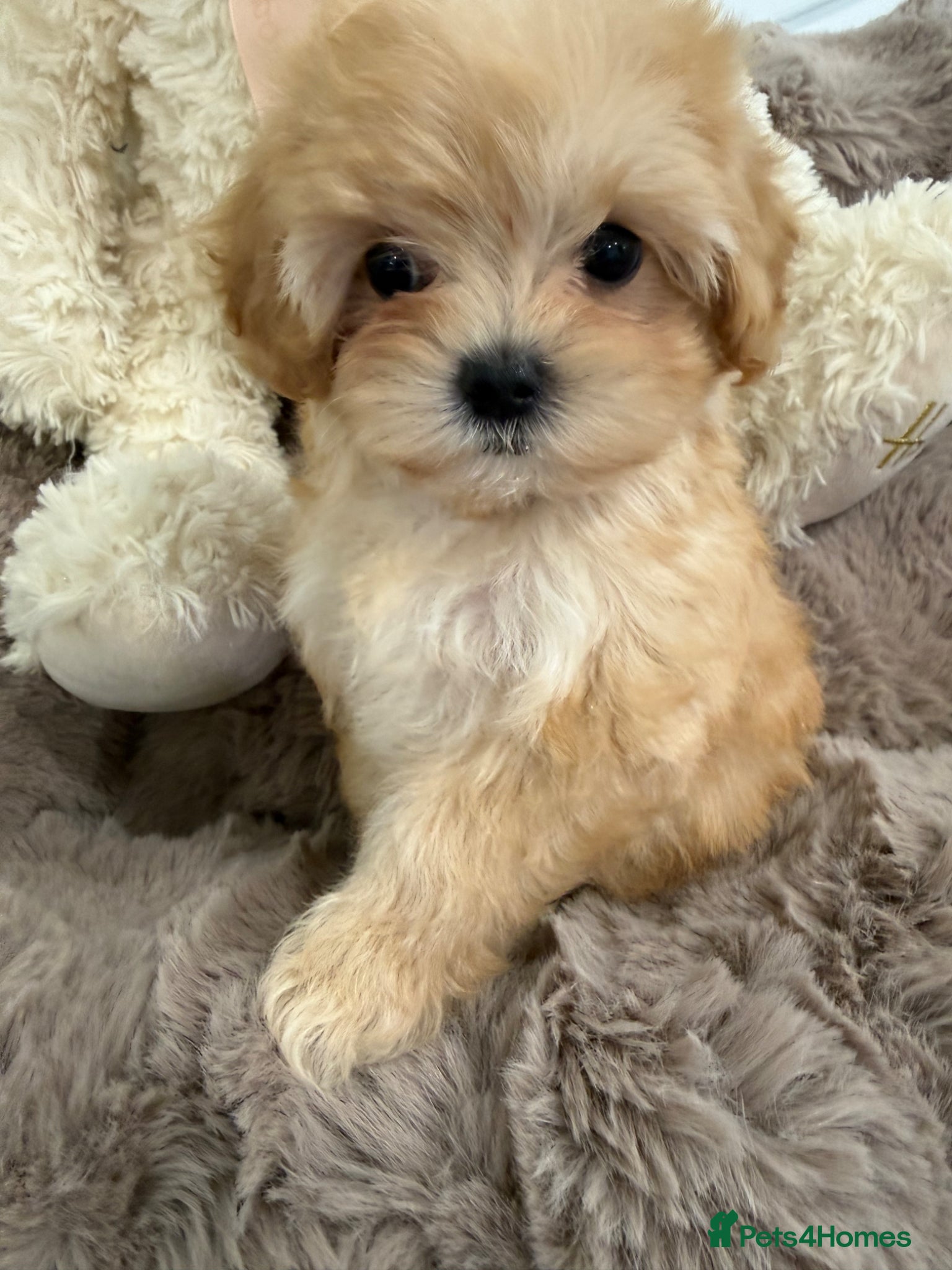 Maltipoo dogs for sale: 7 beautiful girls. F1. DNA clear & health tested.  - Advert 16