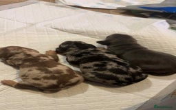 Miniature Dachshund dogs for sale: Miniature daschund puppies - Image 2