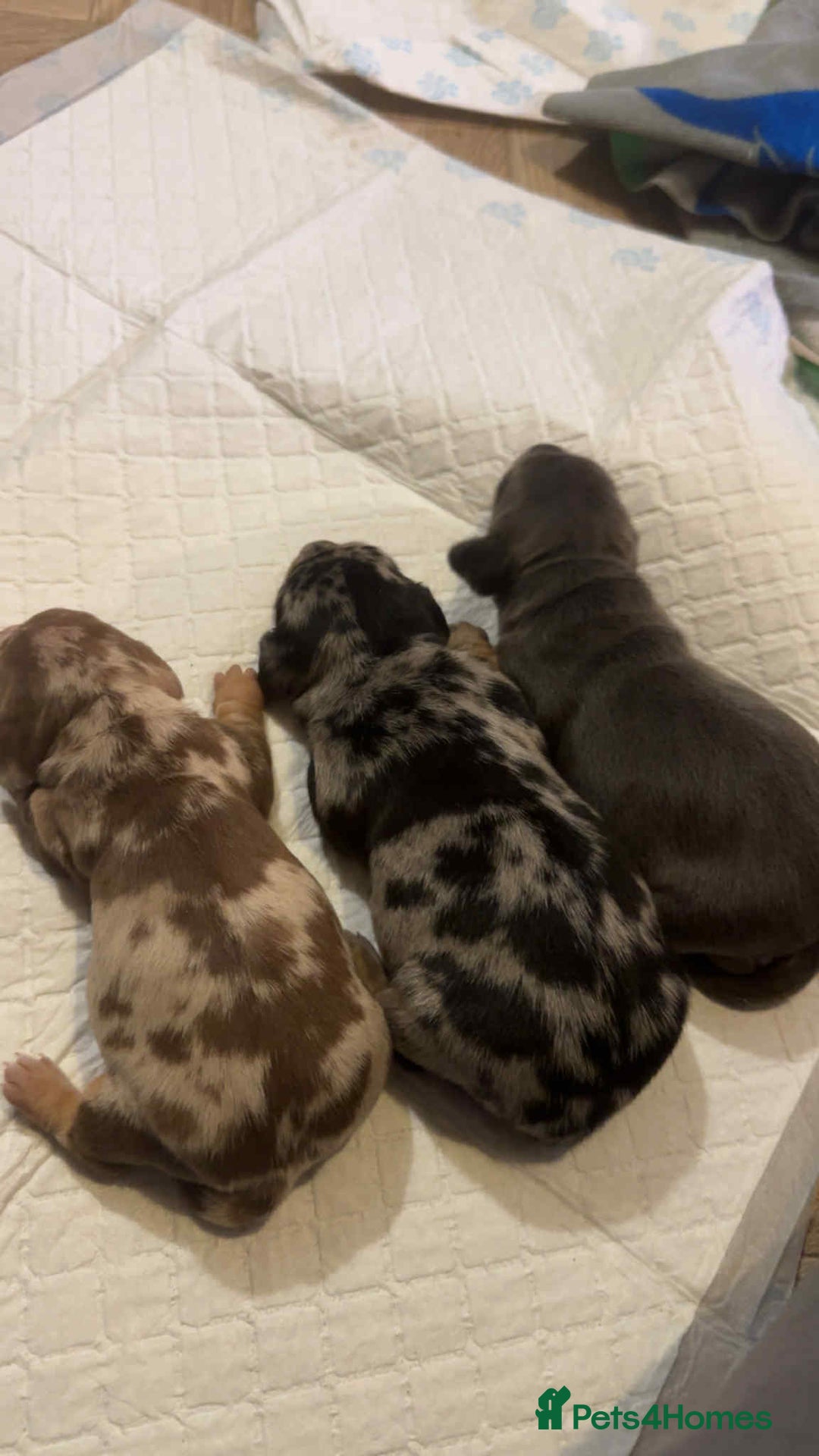 Miniature Dachshund dogs for sale: Miniature daschund puppies - Image 2