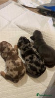 Miniature Dachshund dogs - Advert 1
