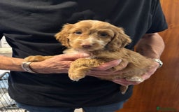 Cockapoo dogs for sale: F1 Cockapoo puppies  - Image 5