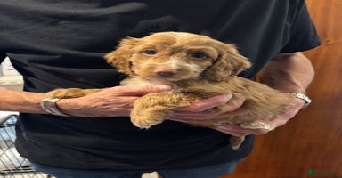Cockapoo dogs - Advert 13
