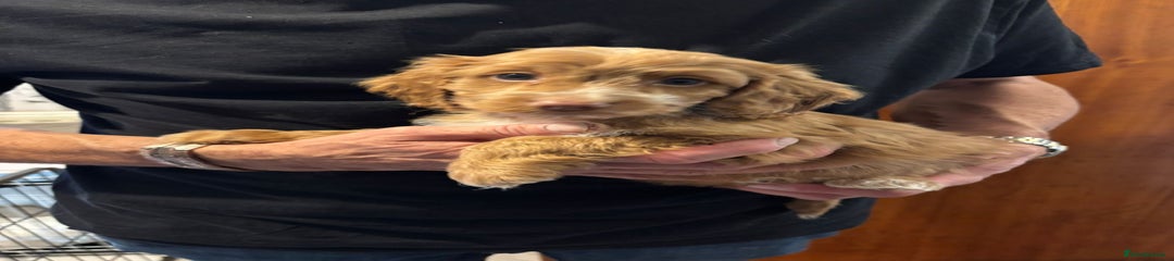 Cockapoo Puppy 3