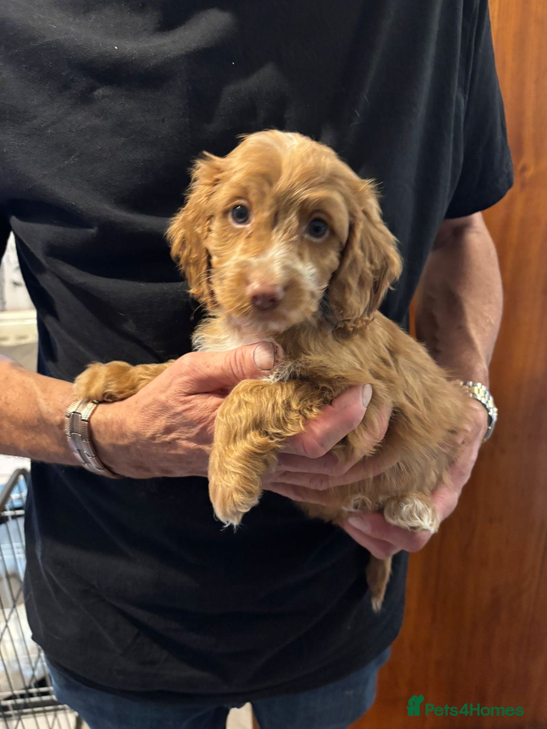 Cockapoo dogs for sale: F1 Cockapoo puppies  - Image 5