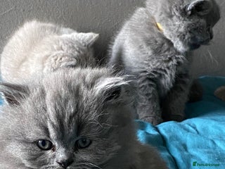 British Shorthair cats - Advert 11