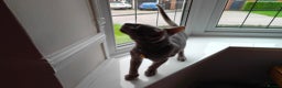Oriental cats for sale: Handsome Loving Oriental Shorthair Boy Lilac-Grey - Advert 4